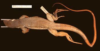 Media type: image;   Herpetology R-27551